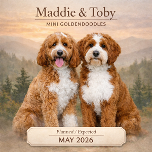 Maddie & Toby (Mini Goldendoodles)